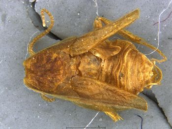 Media type: image;   Entomology 9023 Aspect: habitus dorsal view